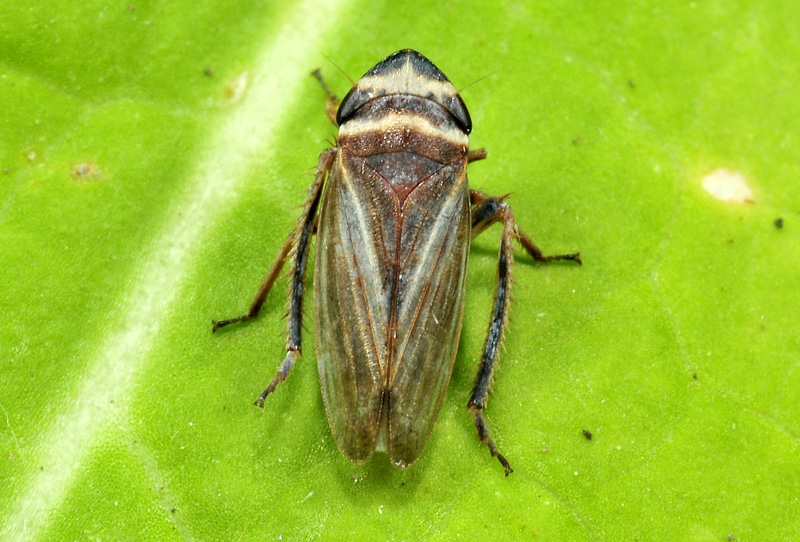 Ahprodes sp